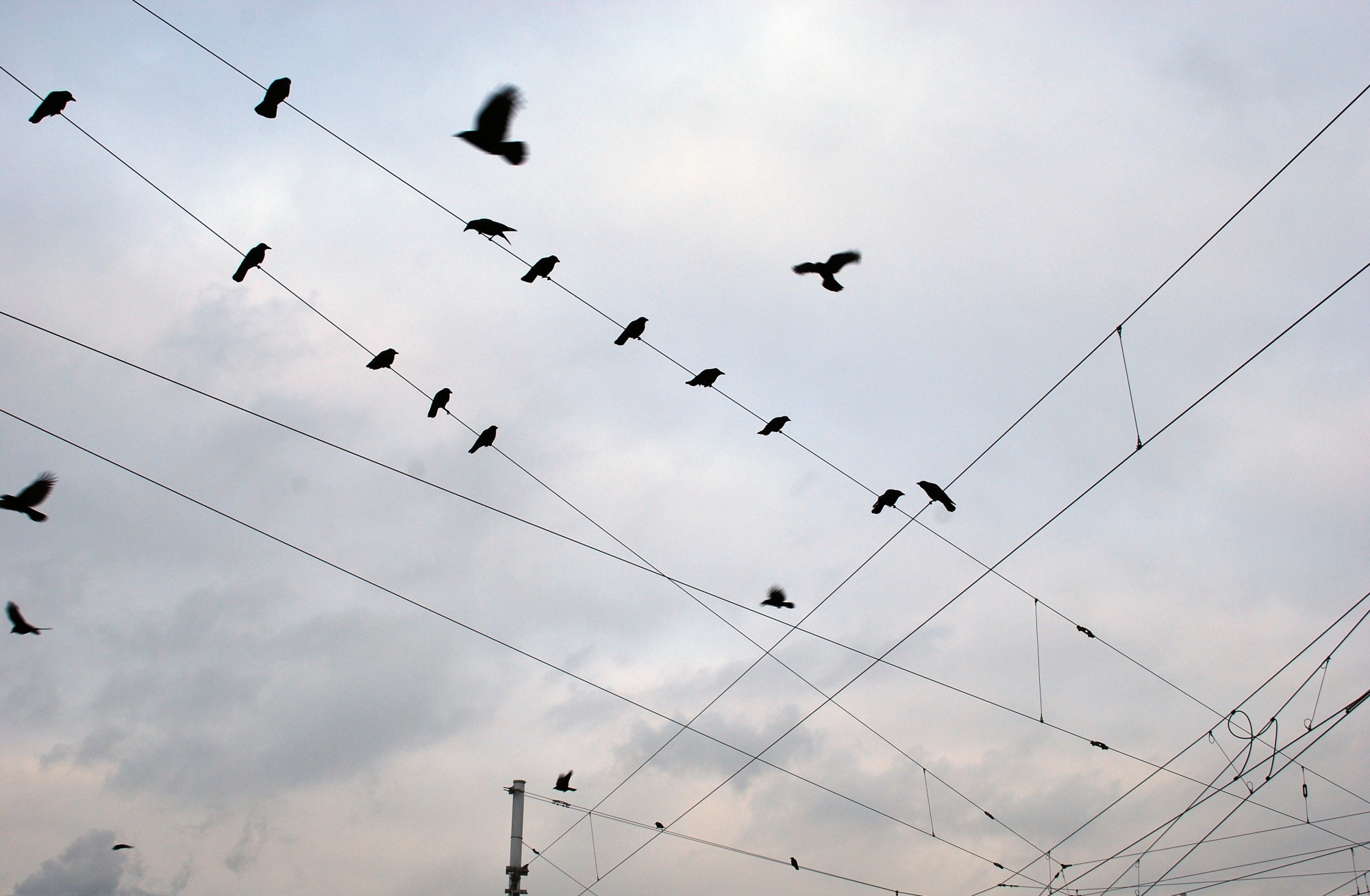 Stromleitungen mit Vögeln von unten gen Himmel fotografiert